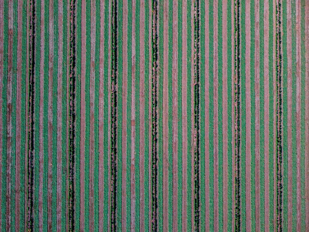 Top-down aerial image of striped crop rows