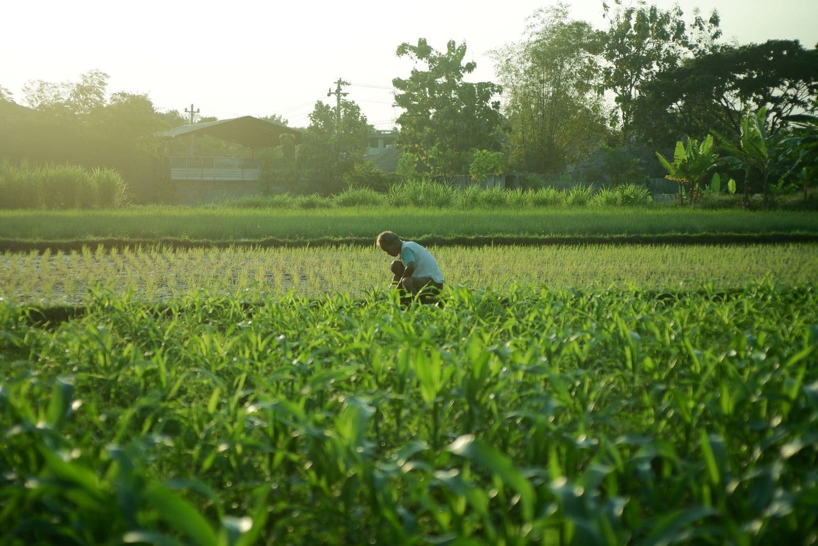 Farmer working in a field at sunrise