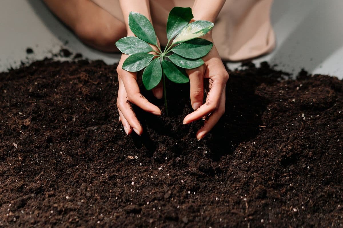 Hands gently planting a seedling in fresh soil