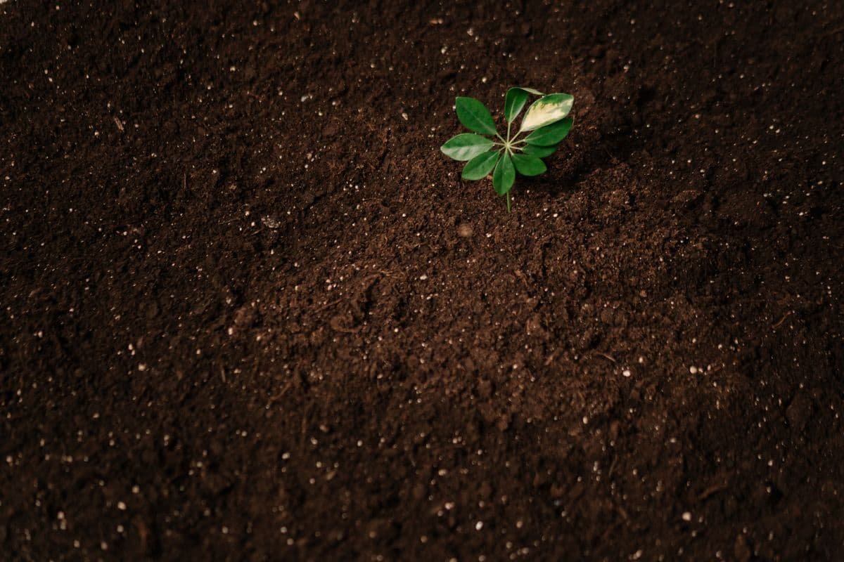 A young green sprout emerging from fertile soil